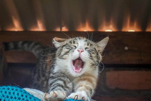 Conseils pratiques pour le bien-être de votre chien