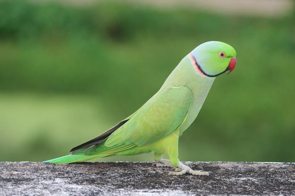 Quels sont les derniers développements dans la protection des espèces menacées?