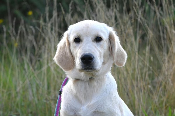 Comment aider votre chat à s'adapter à un nouveau-né