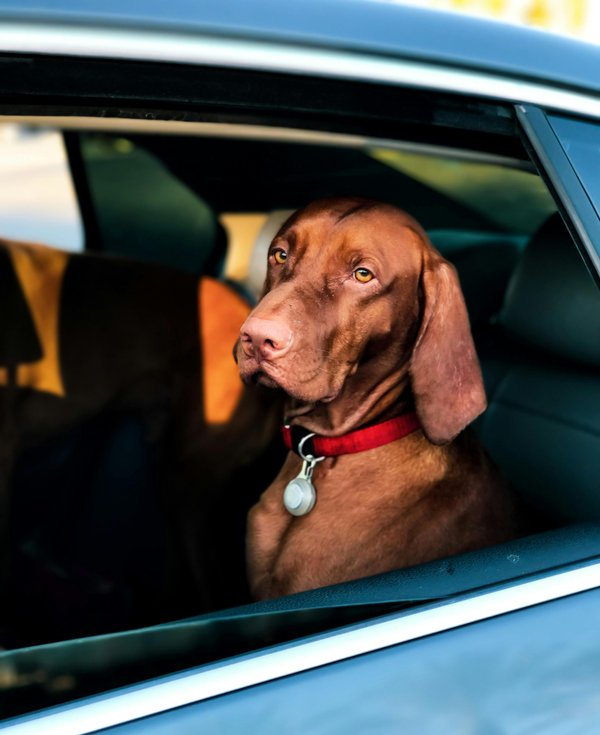 Housse voiture chien : protégez votre véhicule efficacement