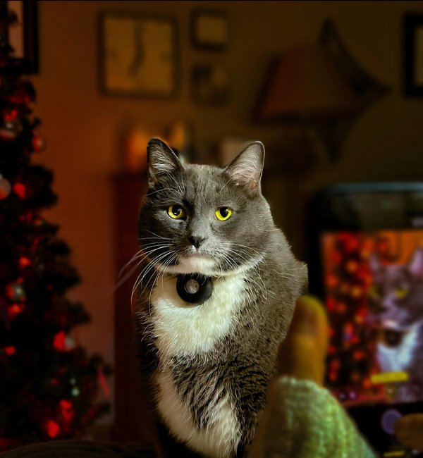 Caméra pour chat : surveillez votre félin à distance !